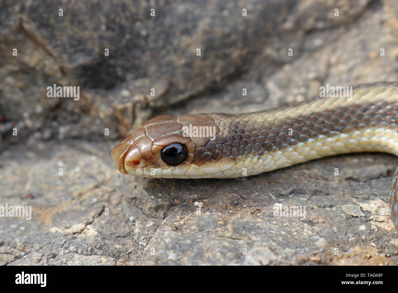 Coast Patch-nosed Snake (Salvadora hexalepis virgultea) Stock Photo