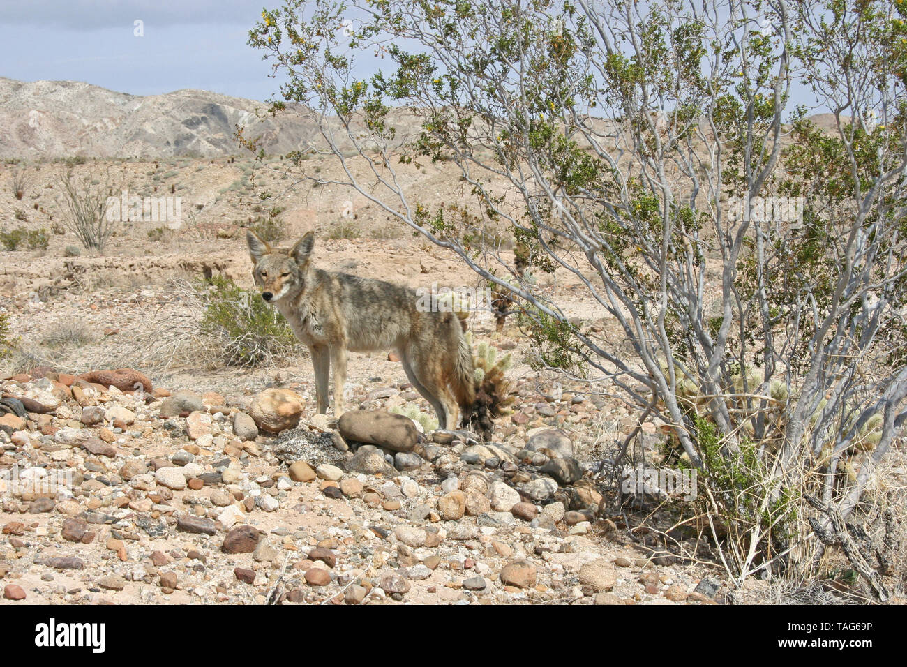 Coyote in the Desert in Southern California - Canis latrans Stock Photo