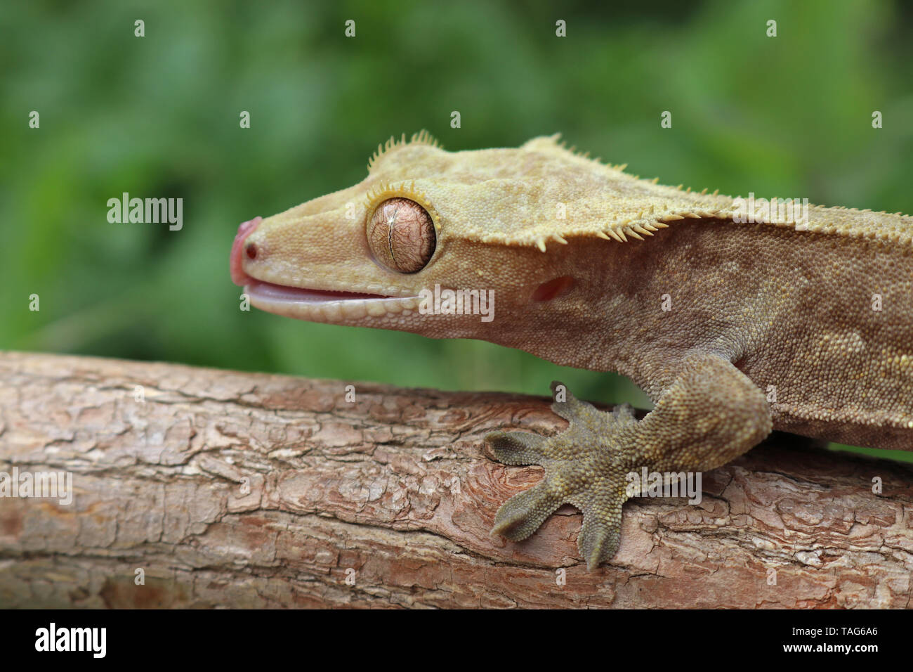 Crested Gecko (Correlophus ciliatus) Stock Photo
