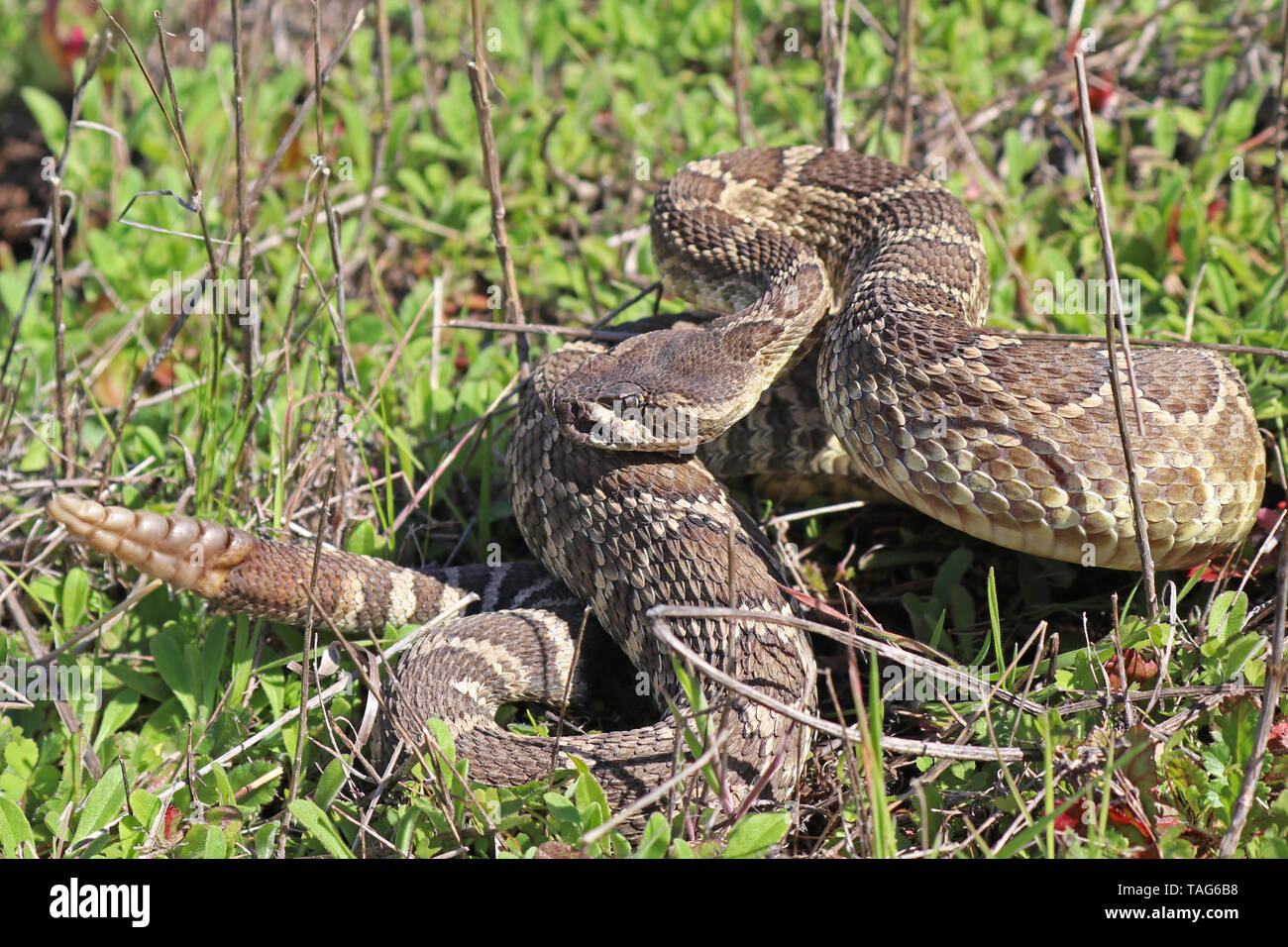 Southern Pacific Rattlesnake (Crotalus oreganus helleri) Stock Photo