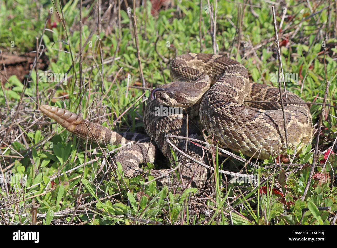 Southern Pacific Rattlesnake (Crotalus oreganus helleri) Stock Photo