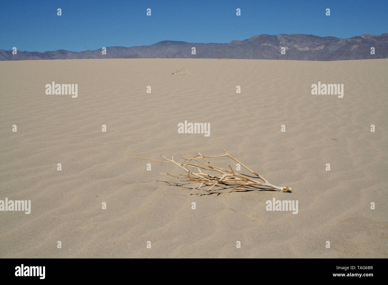 Dead Plant in Sand Dunes of California Desert Stock Photo
