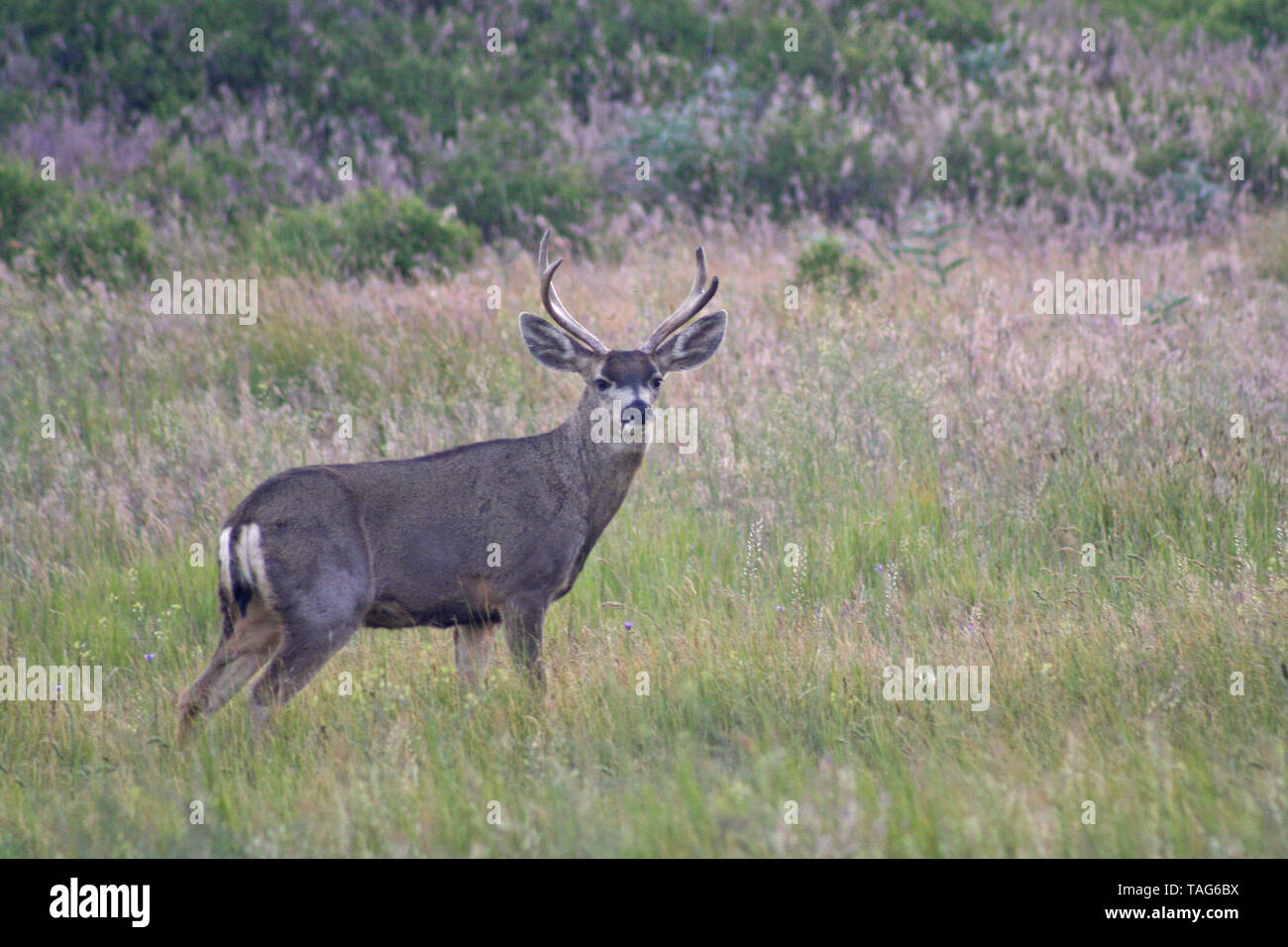 Mule Deer Buck Stag (Odocoileus hemionus) Stock Photo