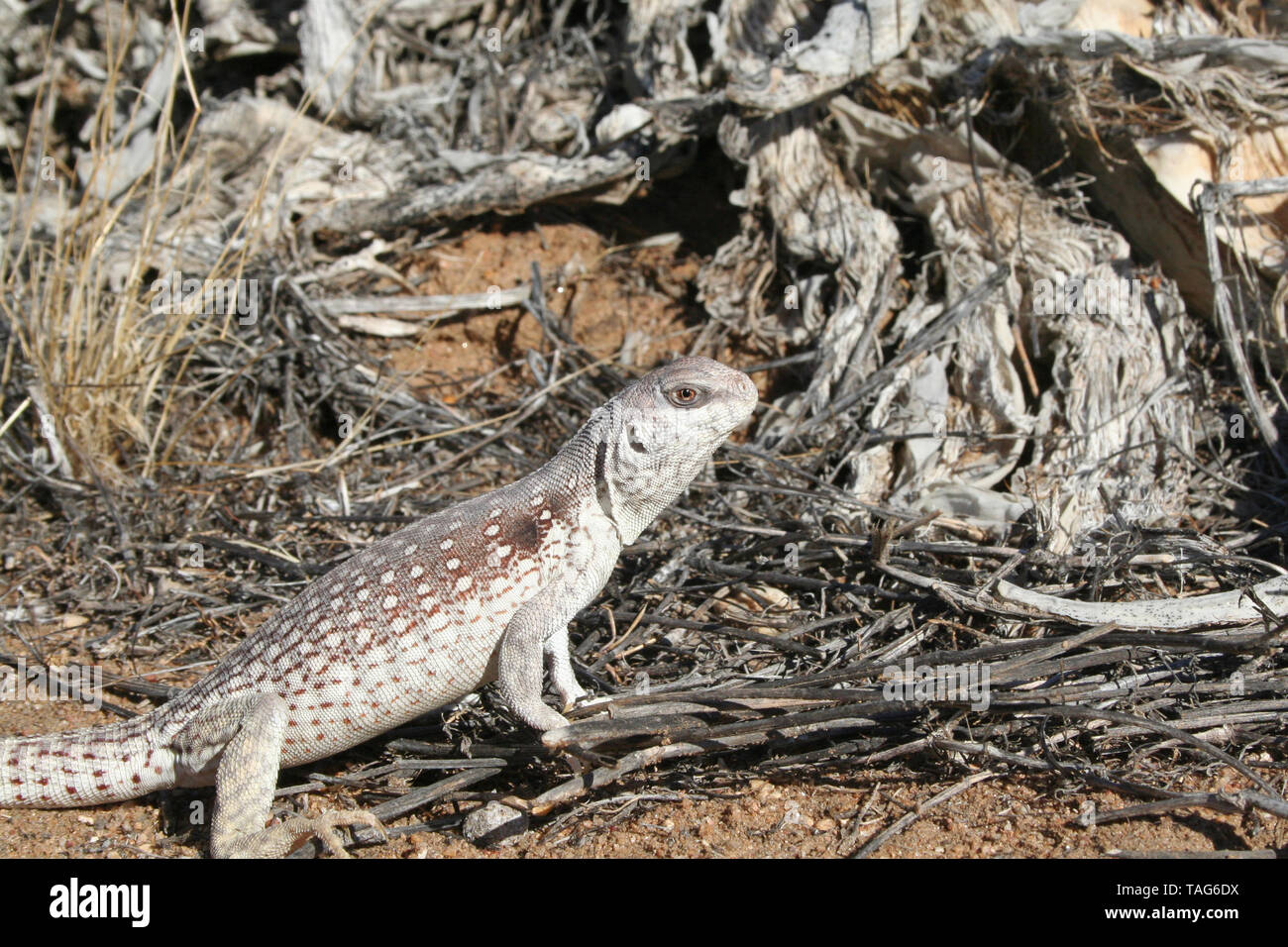 Desert Iguana Lizard (Dipsosaurus dorsalis dorsalis Stock Photo - Alamy