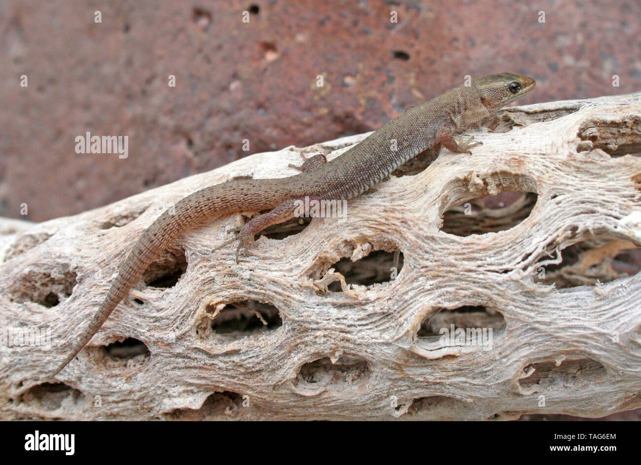 Desert Night Lizard (Xantusia vigilis) Stock Photo
