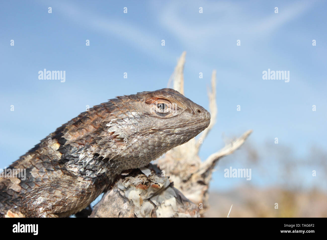 Adult Desert Spiny Lizard (Sceloporus magister) Stock Photo