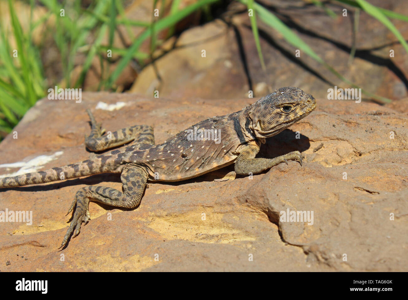Eastern Collared Lizard (Crotaphytus collaris) female Stock Photo Alamy