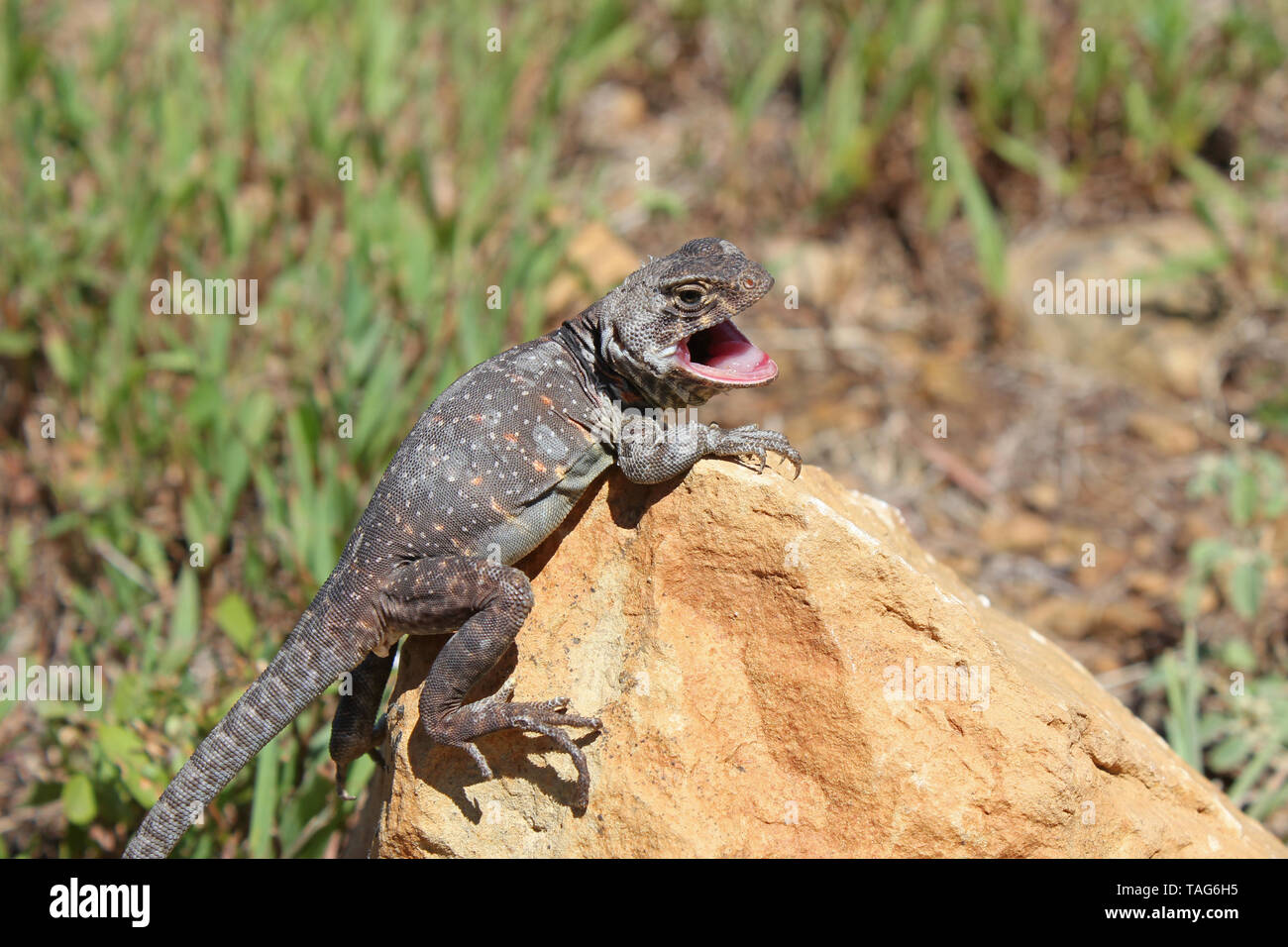 Eastern Collared Lizard (Crotaphytus collaris) female Stock Photo