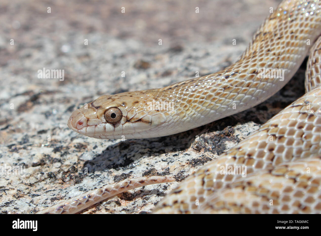 Desert Glossy Snake Arizona elegans eburnata Stock Photo