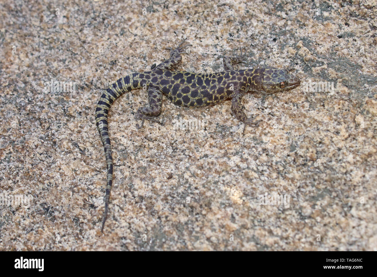 Granite Night Lizard (Xantusia henshawi) Stock Photo