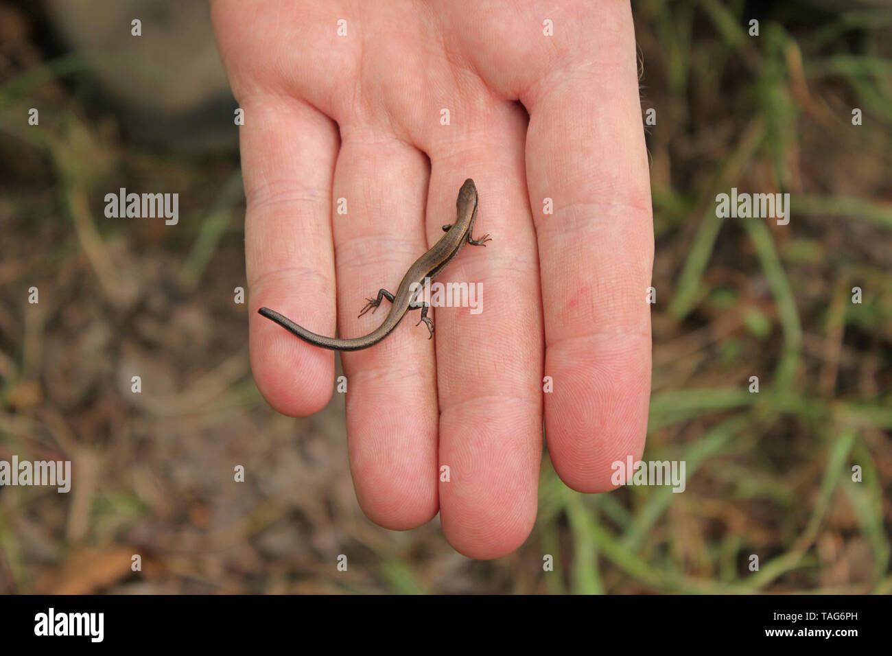 Ground Skink (Scincella lateralis) Little Brown Skink Lizard Stock Photo