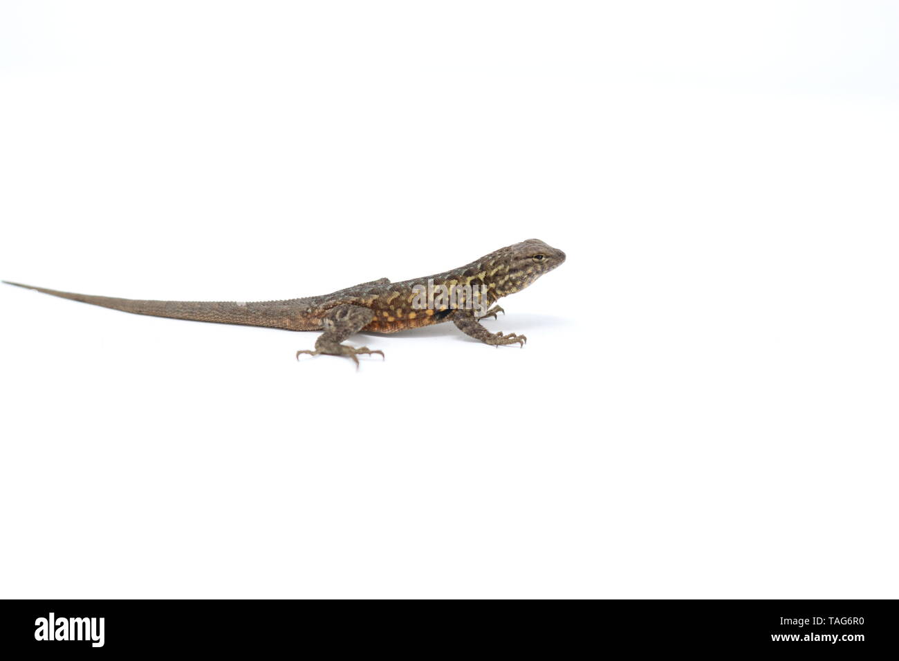 Side-blotched Lizard (Uta stansburiana) Stock Photo