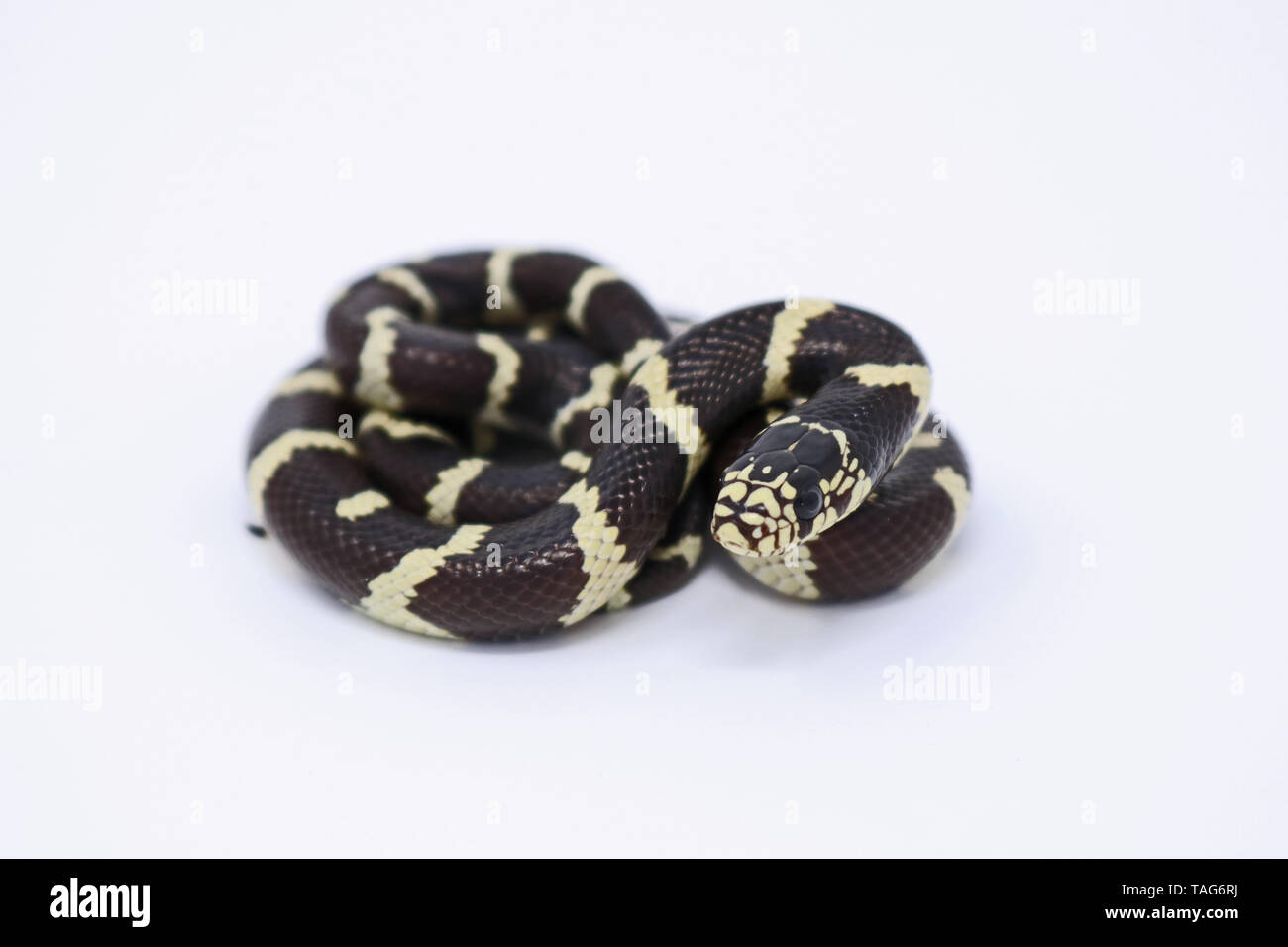 California Kingsnake (Lampropeltis californiae) Stock Photo