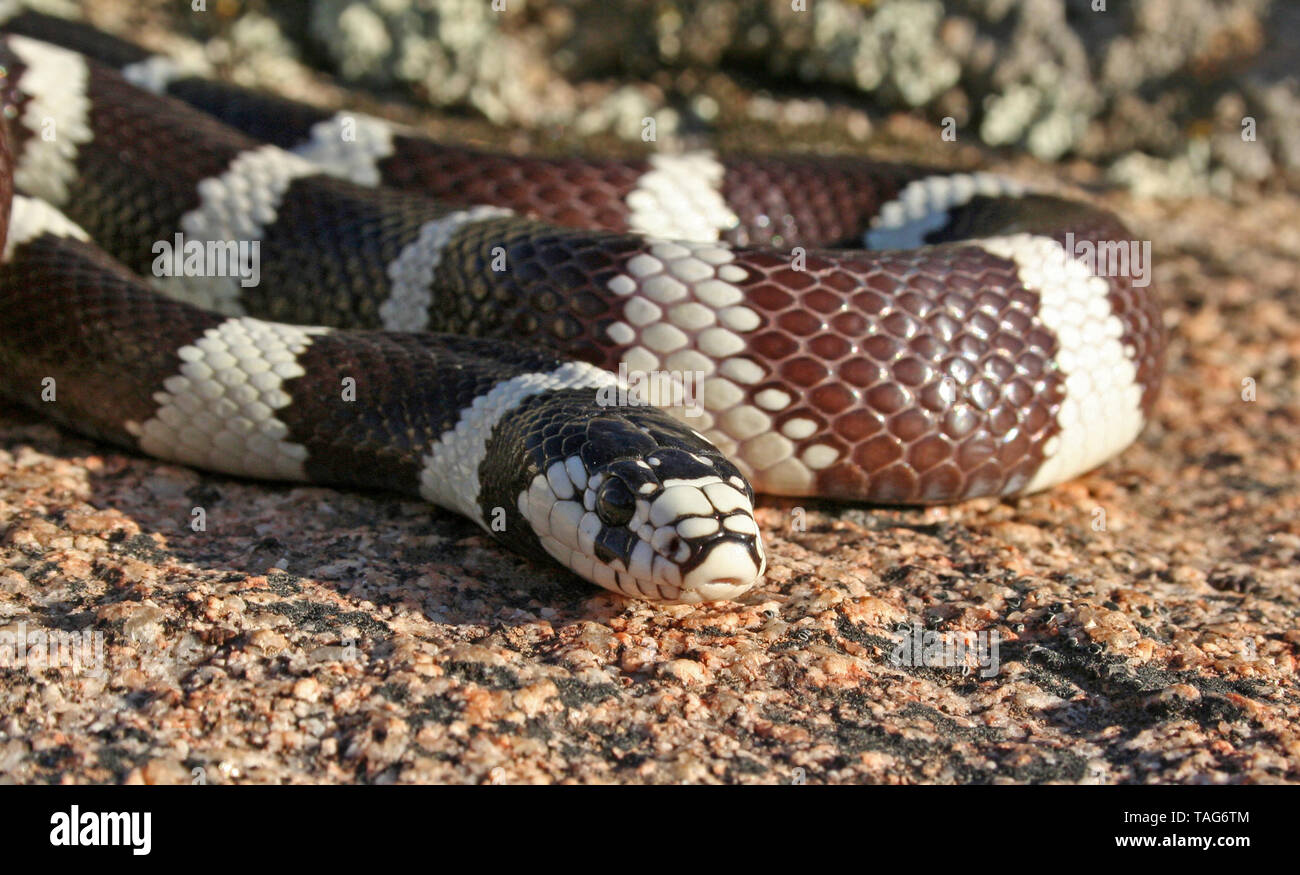 California Kingsnake Lampropeltis Californiae Stock Photo Alamy