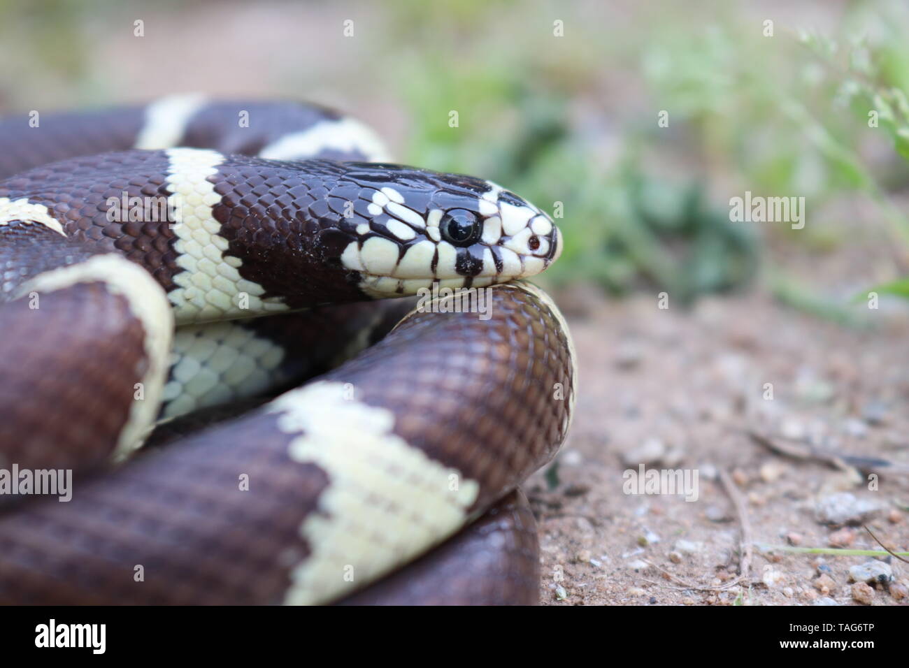 California Kingsnake (Lampropeltis californiae) Stock Photo