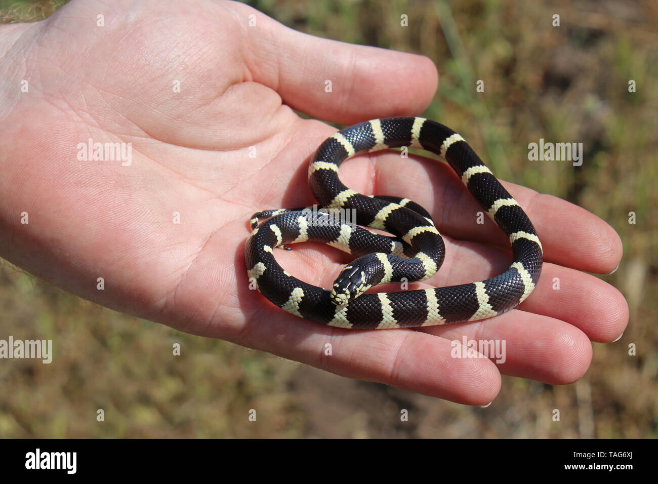 California Kingsnake (Lampropeltis californiae) Stock Photo