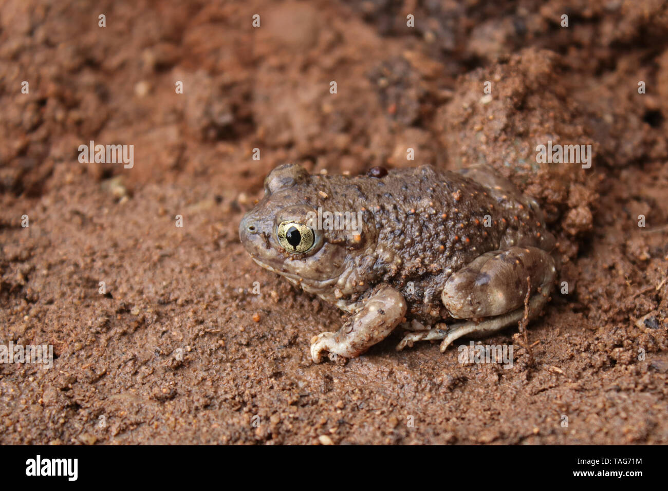 Mexican Spadefoot Toad (Spea multiplicata) Stock Photo