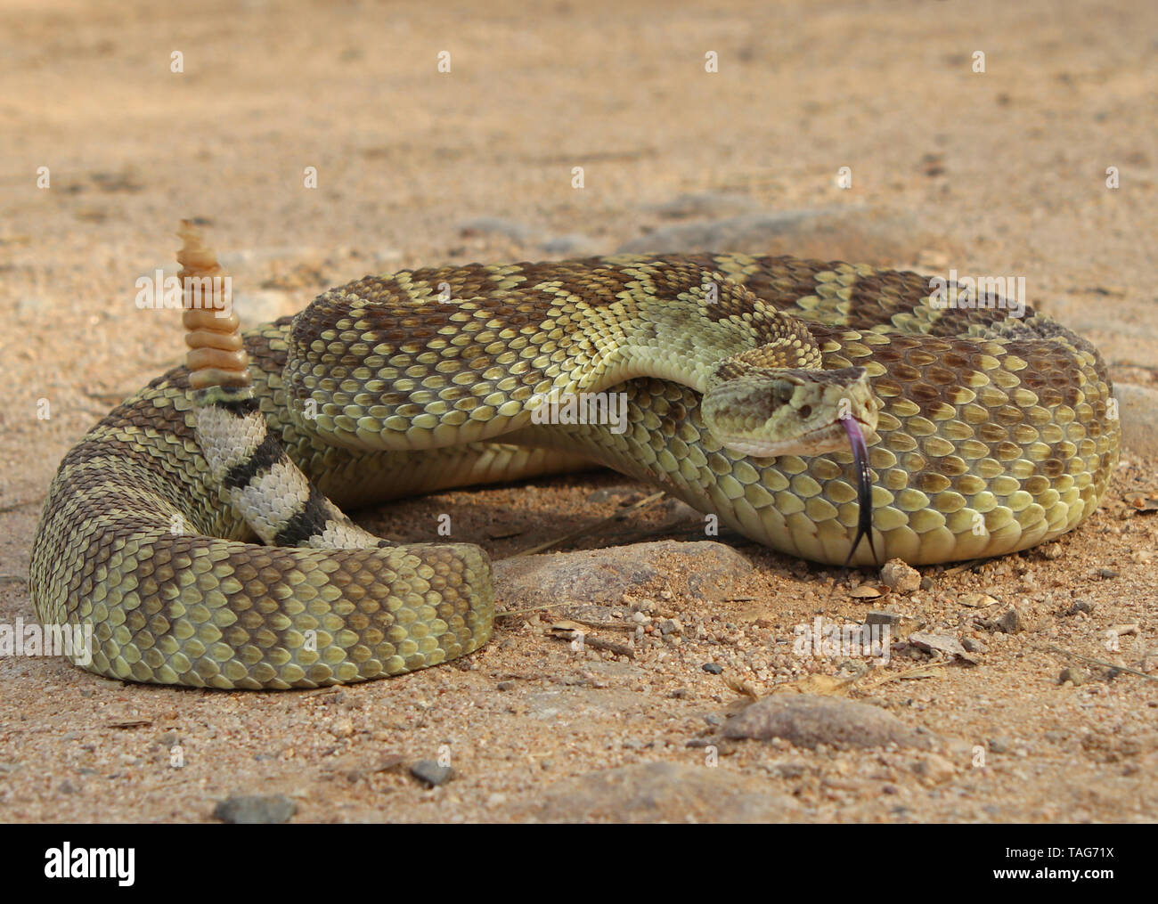 Mojave Rattlesnake (Crotalus scutulatus) Stock Photo