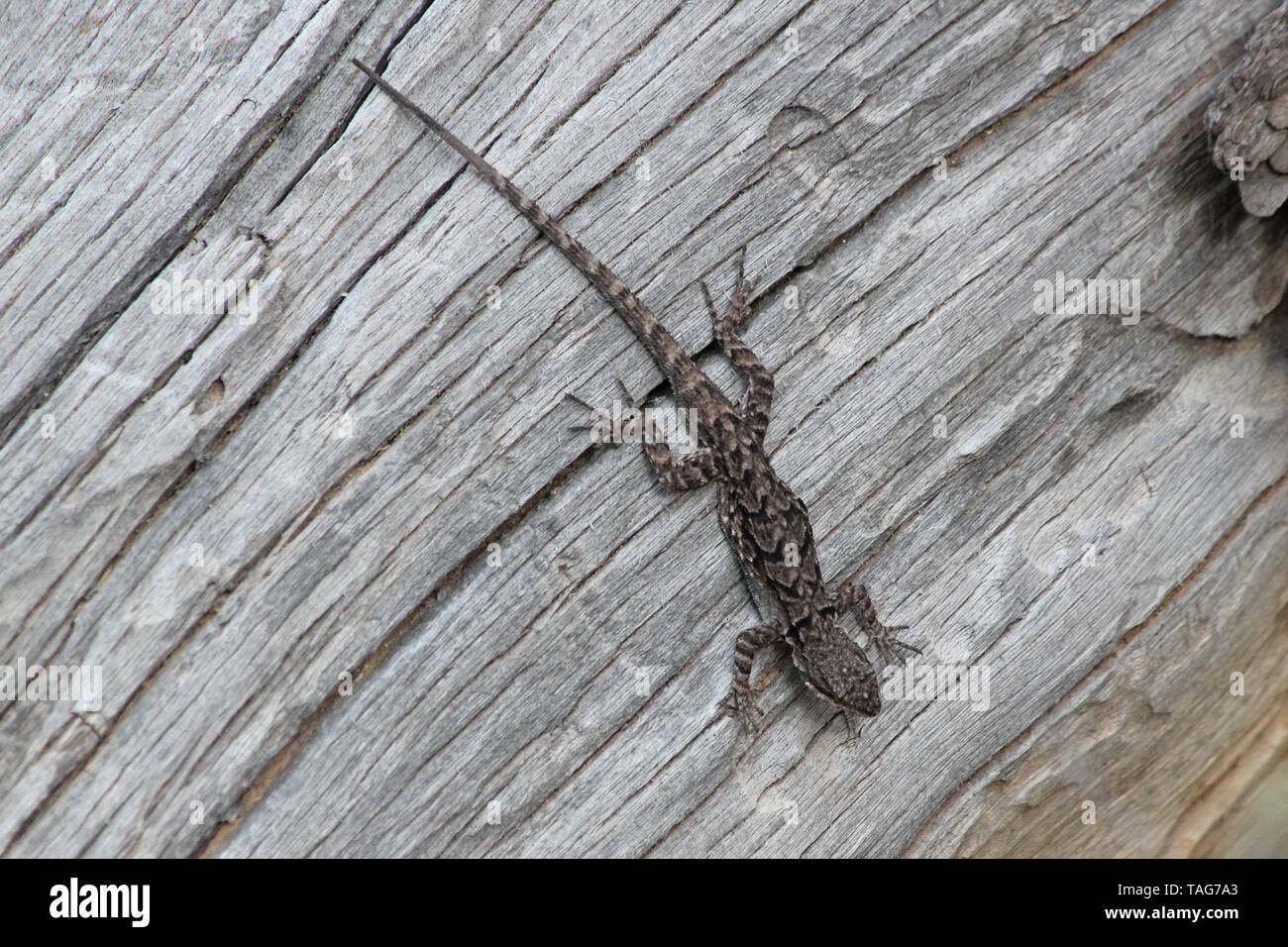 Ornate Tree Lizard (Urosaurus ornatus) Stock Photo