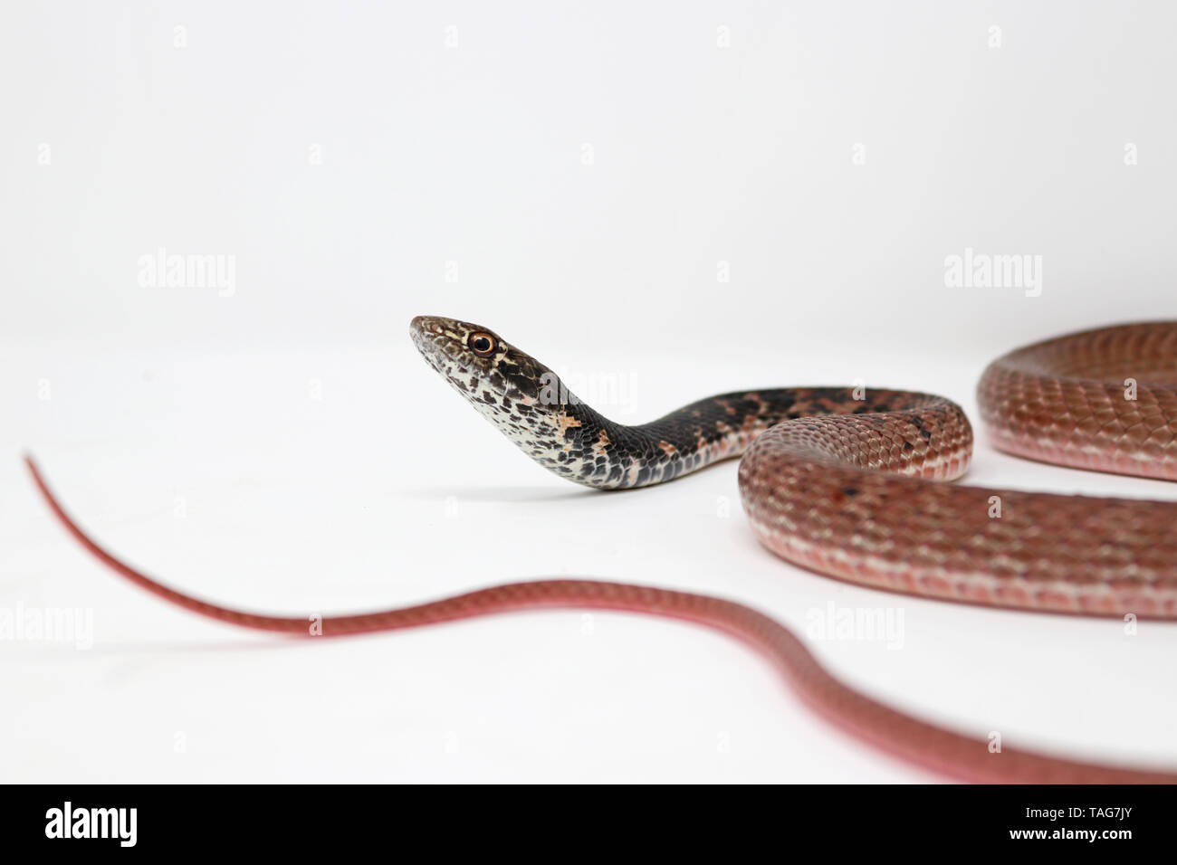 Red Coachwhip Snake (Coluber flagellum piceus) Stock Photo