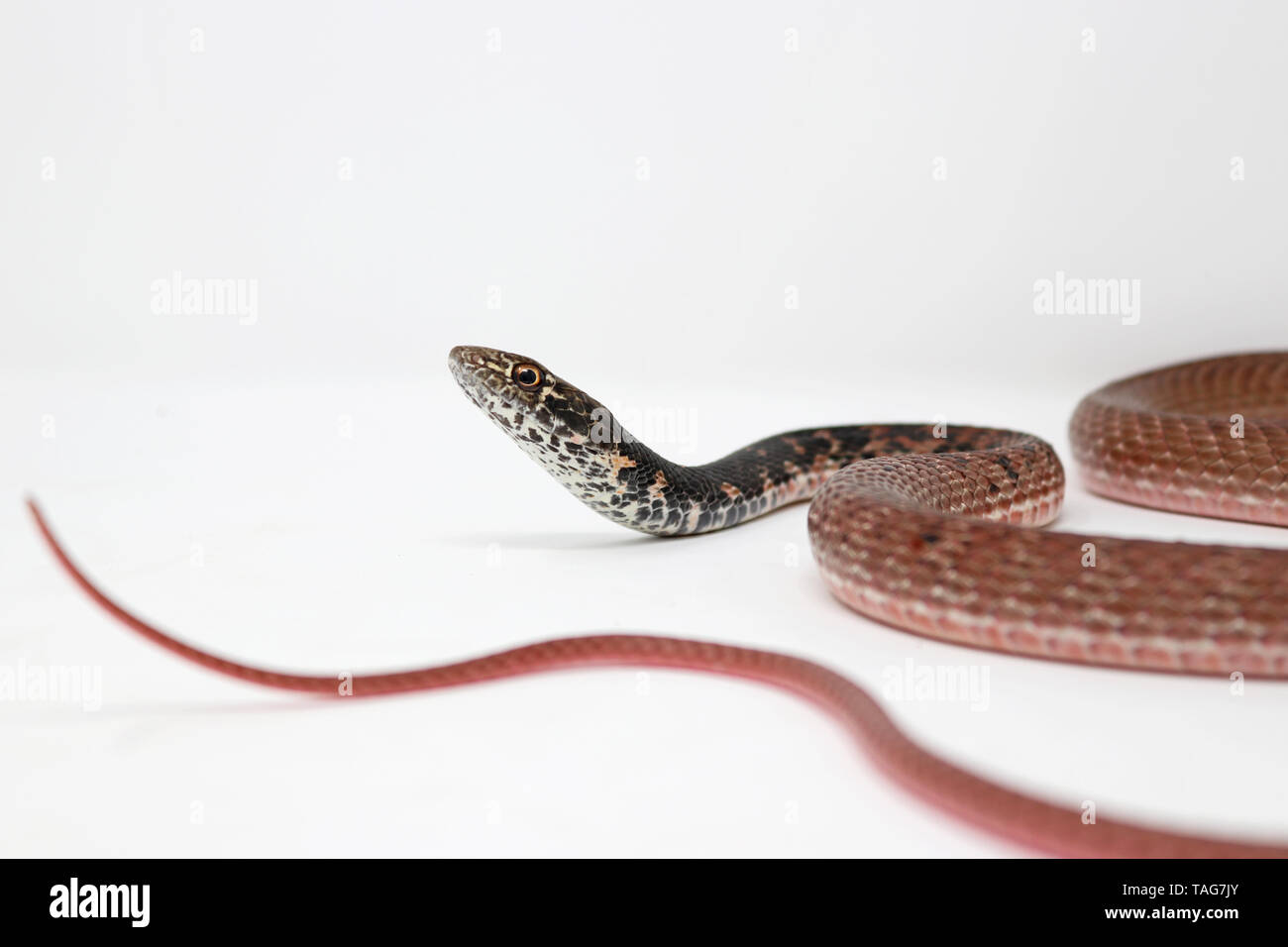 Red Coachwhip Snake Coluber Flagellum Piceus Stock Photo Alamy Red Coachwhip Snake Coluber Flagellum Piceus Stock Photo Alamy