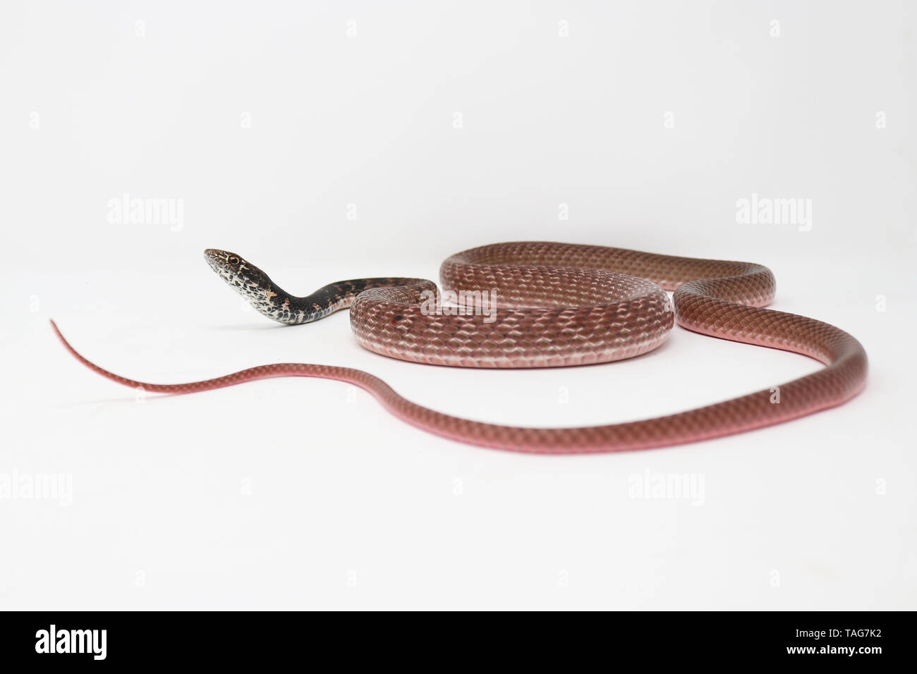 Red Coachwhip Snake (Coluber flagellum piceus) Stock Photo