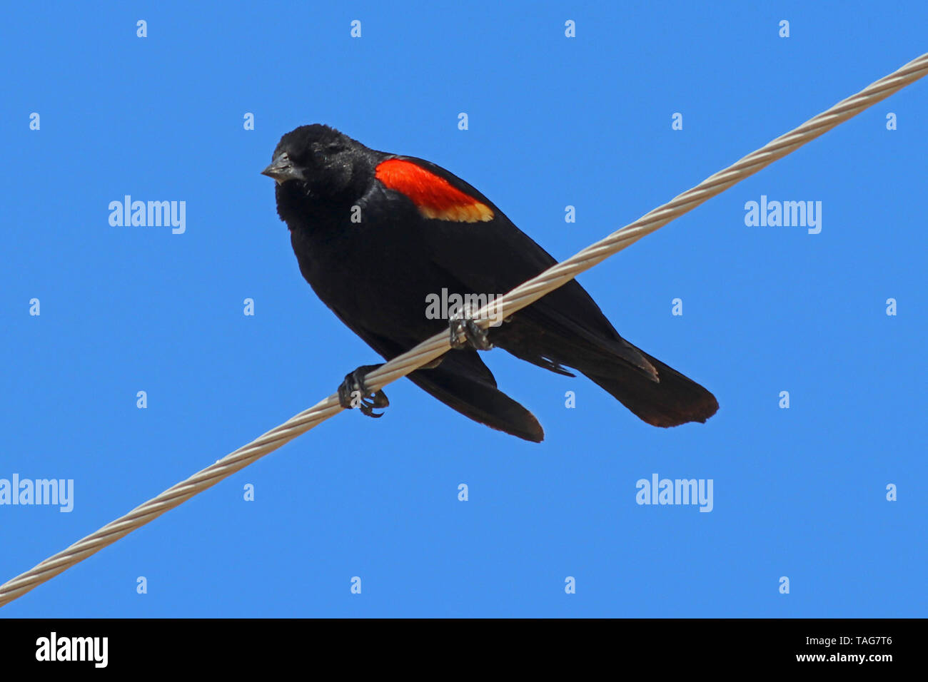 Red-winged Blackbird (Agelaius phoeniceus) Stock Photo