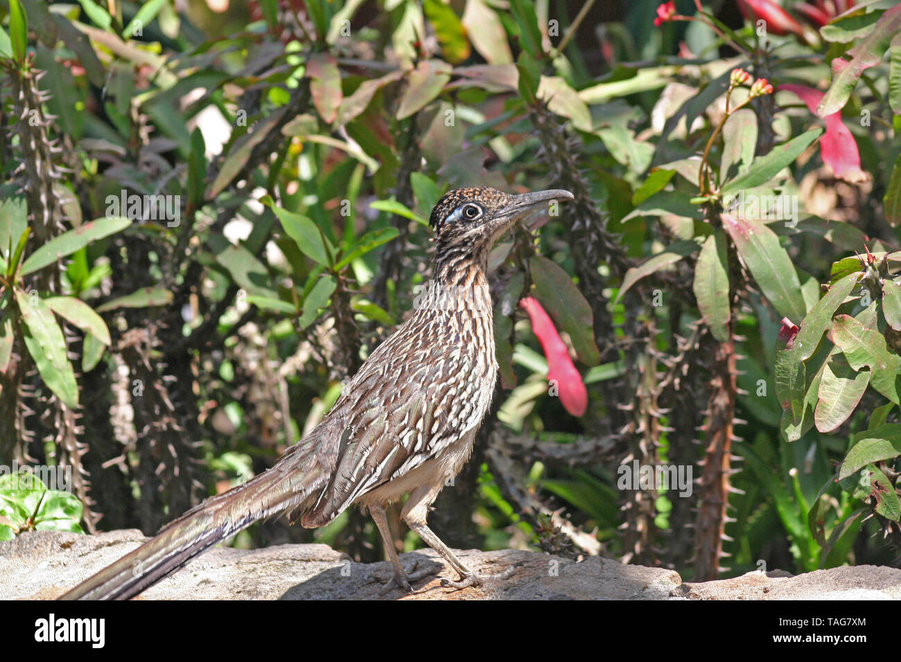 Greater Roadrunner Bird (Geococcyx californianus) Stock Photo