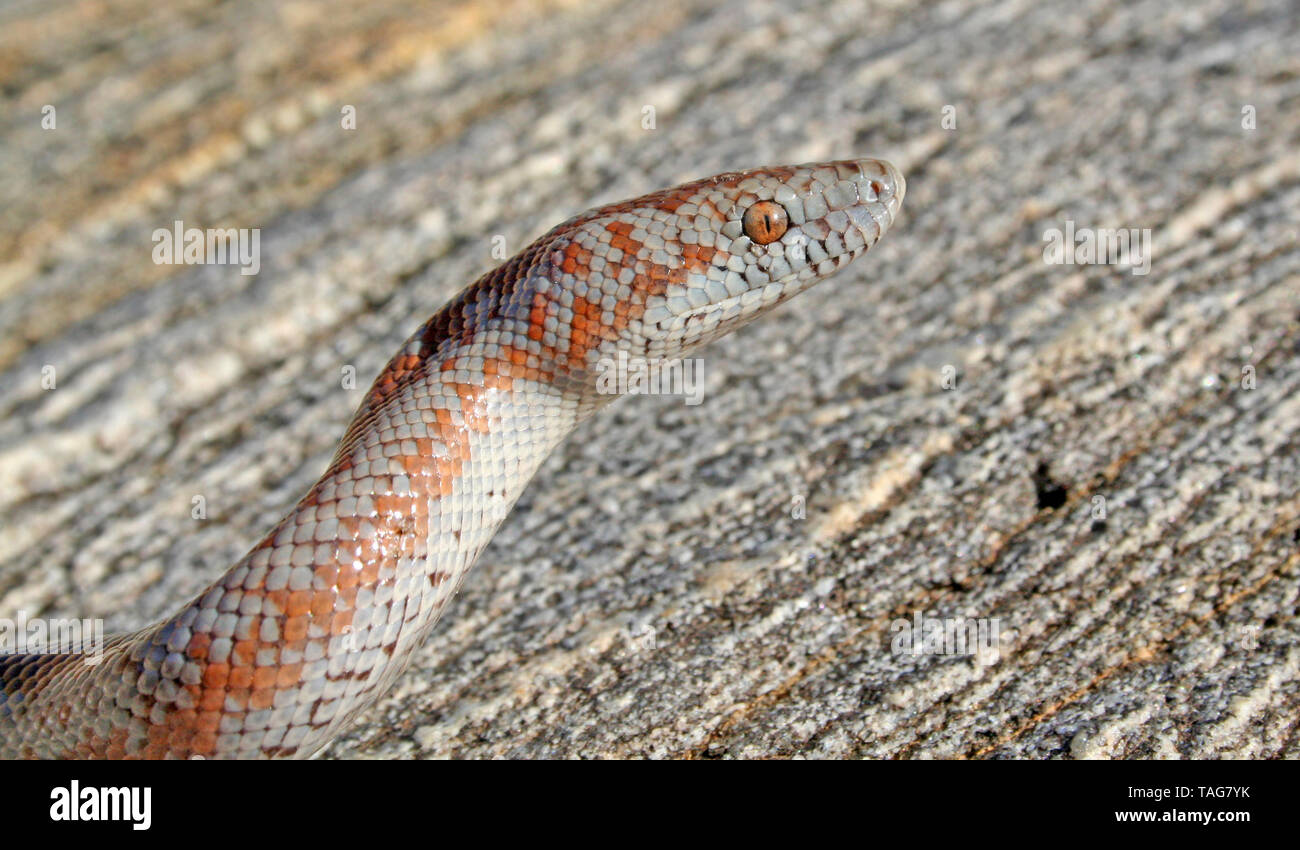 Rosy Boa (Lichanura orcutti) Stock Photo