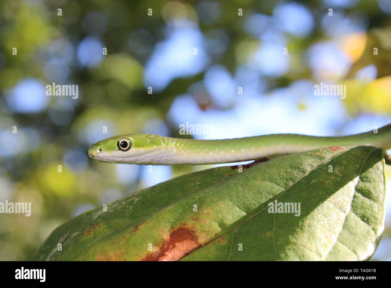 Rough Green Snake (Opheodrys aestivus) on leaf in tree Stock Photo