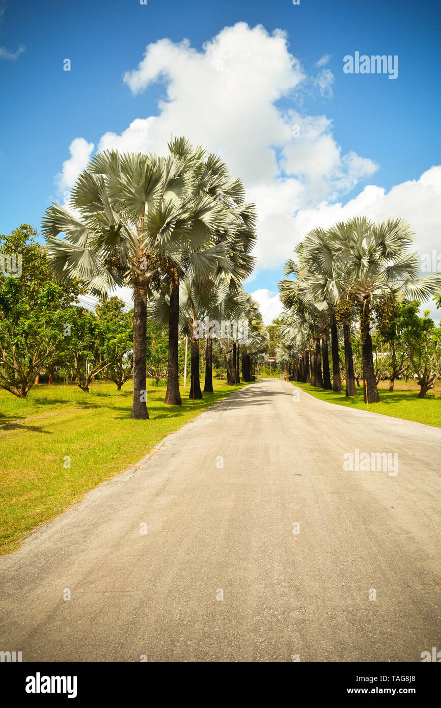 Palm Trees Roadside In The Park Garden With Road On Bright Day And Blue Sky Background Tone Classic Stock Photo Alamy