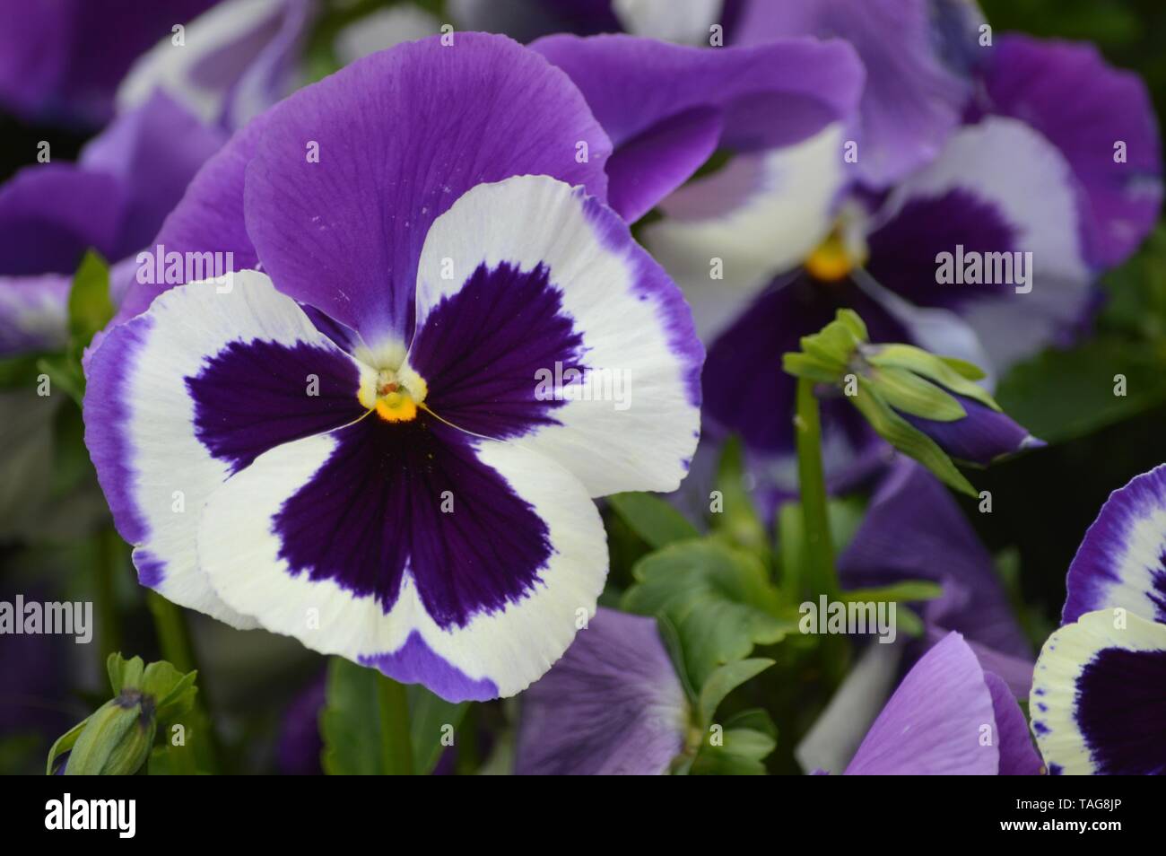 beautiful blossoms of viola tricolor in springviolet Stock Photo