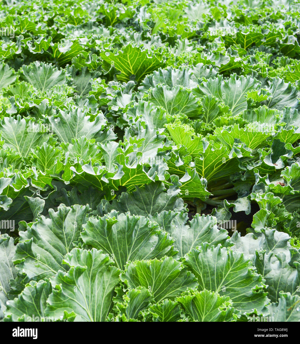Cabbages Vegetable Texture Background Green Ornamental Cabbage Flower Or Kale Planted For Decorative In The Garden Stock Photo Alamy