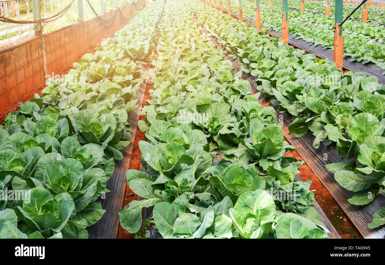 Fresh green cabbage growing on field with vegetable row in greenhouse