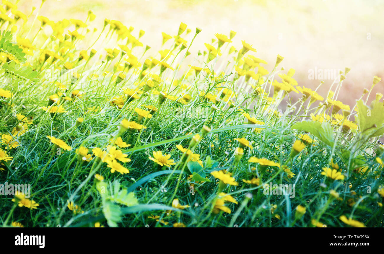 field of yellow wedelia trilobata / Singapore daisy flower Asteraceae Stock Photo