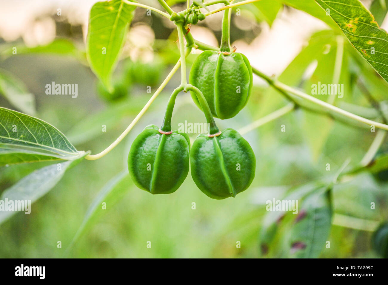 Green of Cassava fruit on branch plant tree and leaf in the cassava