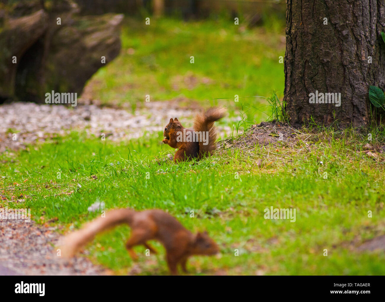 Populations are currently estimated at approximately 140,000 red