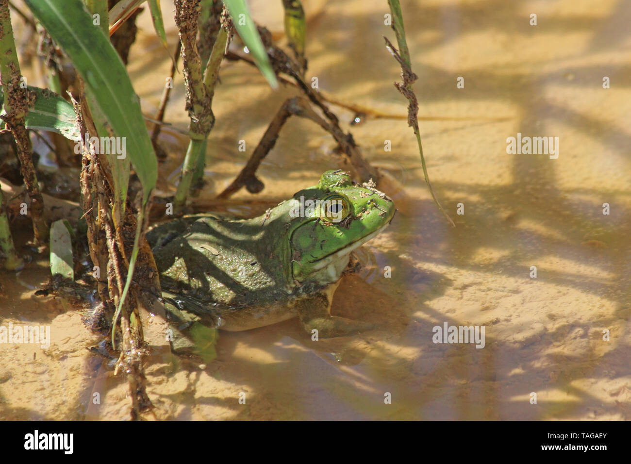 American Bullfrog (Lithobates catesbeianus) formerly (Rana catesbeianus) Stock Photo