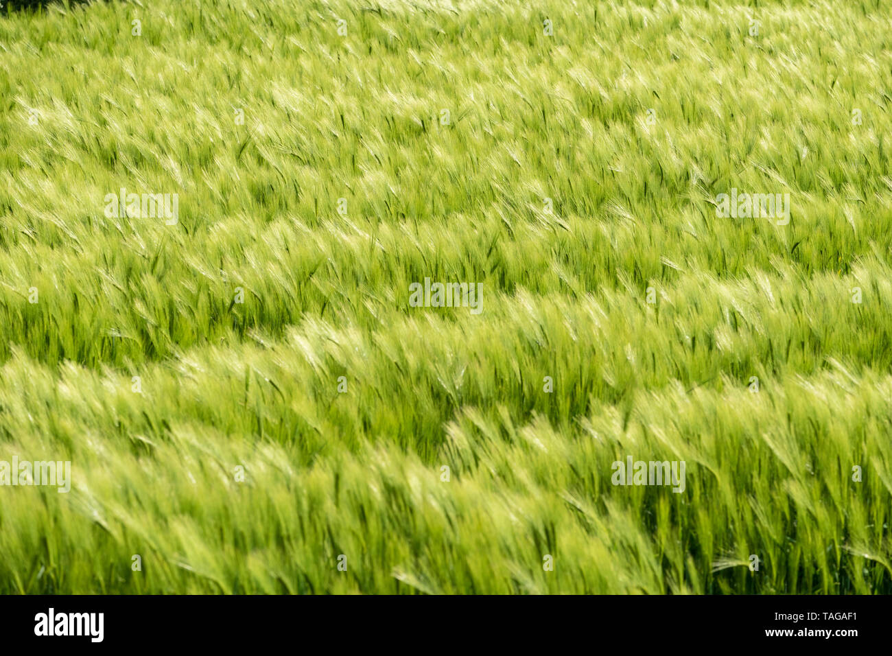 Barley field in the wind Suffolk UK Stock Photo