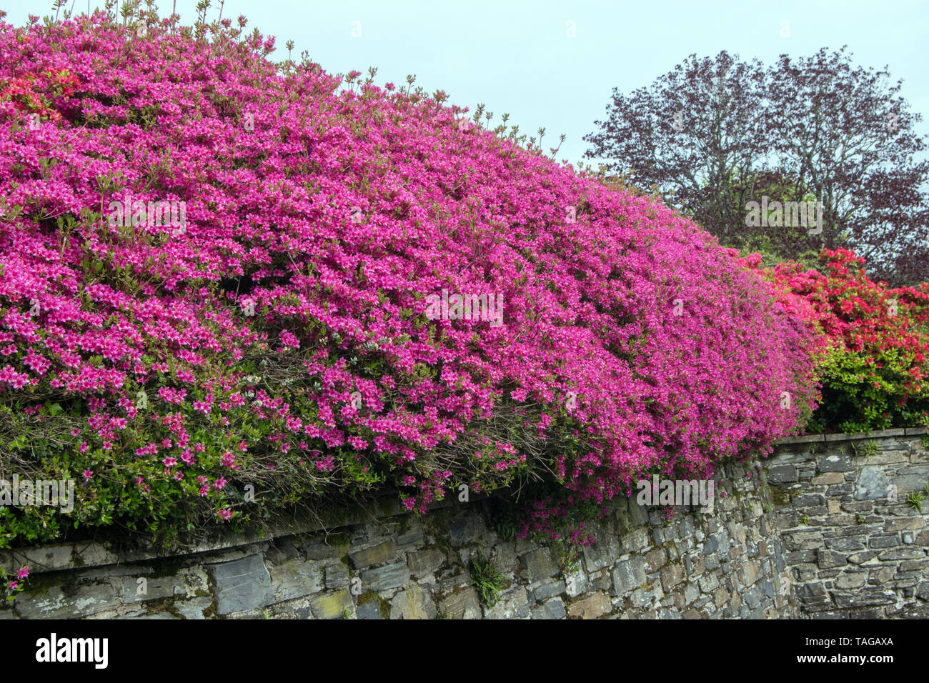 Pink Flowering Shrub/Hedge Stock Photo Alamy