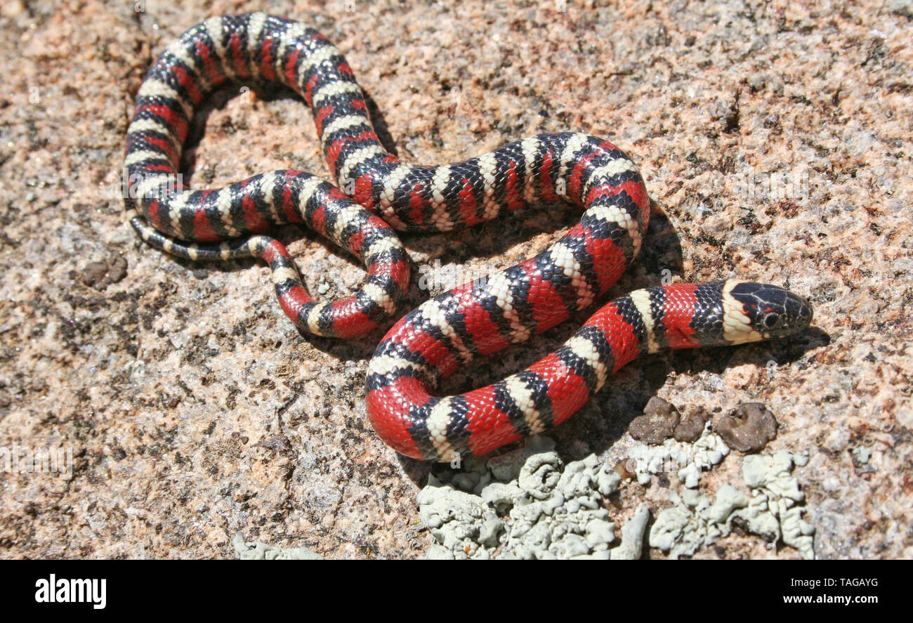 California Mountain Kingsnake (Lampropeltis zonata) or Coast Mountain Kingsnake (Lampropeltis multifasciata) Stock Photo