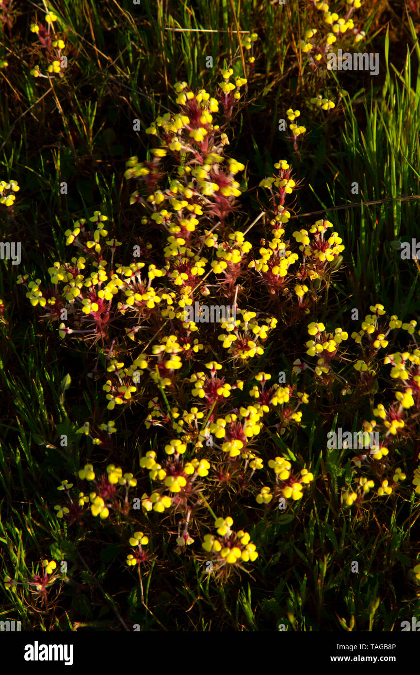 Butter 'n' eggs (Triphysaria eriantha), Jepson Prairie Preserve, California Stock Photo