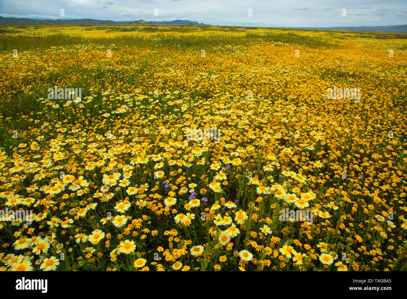 Tidytips with goldfields, Carrizo Plain National Monument, California Stock Photo