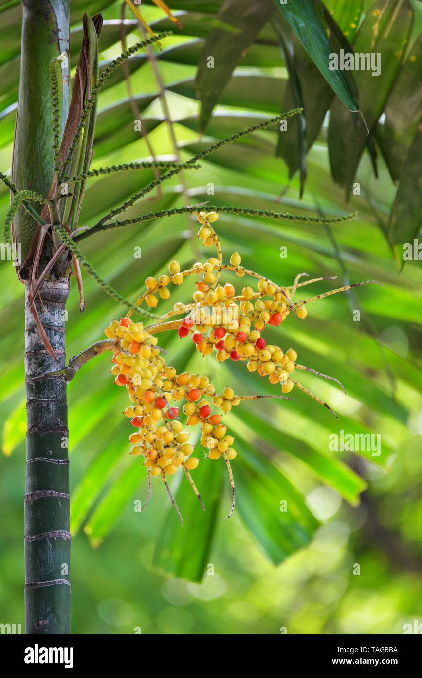 Date palm fruit - Sealing wax palm on the tree Stock Photo - Alamy