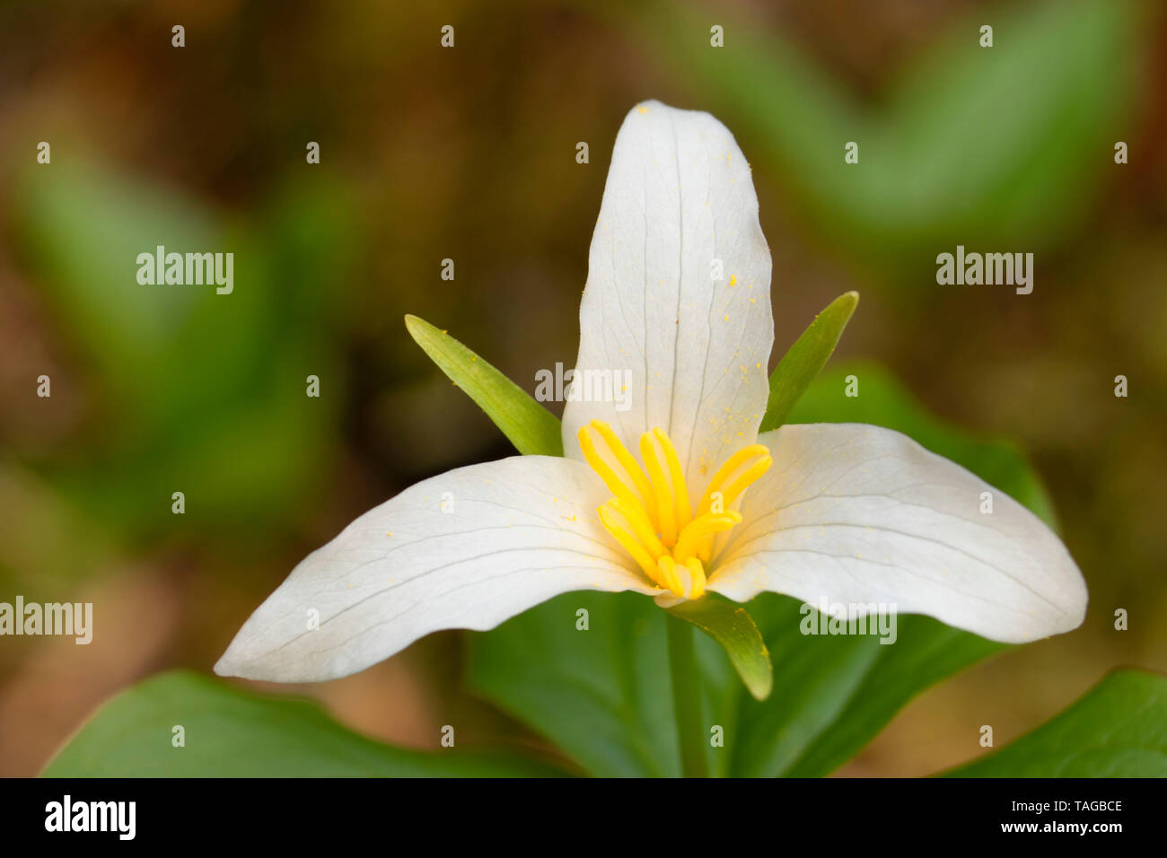 Western trillium along Pulaski Tunnel Trail, Coeur d'Alene National Forest, Wallace, Idaho Stock Photo