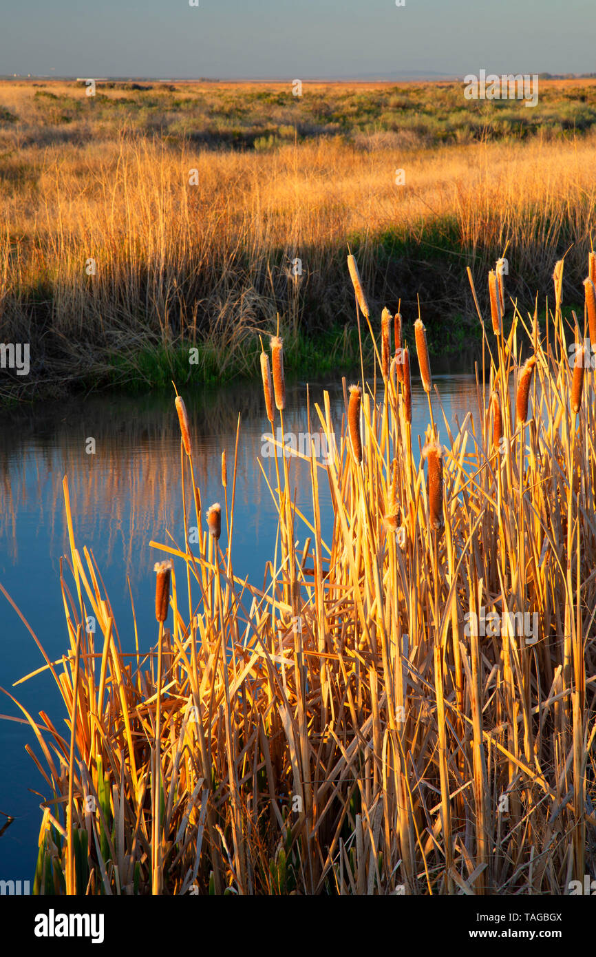Cattail pond, Camas National Wildlife Refuge, Idaho Stock Photo