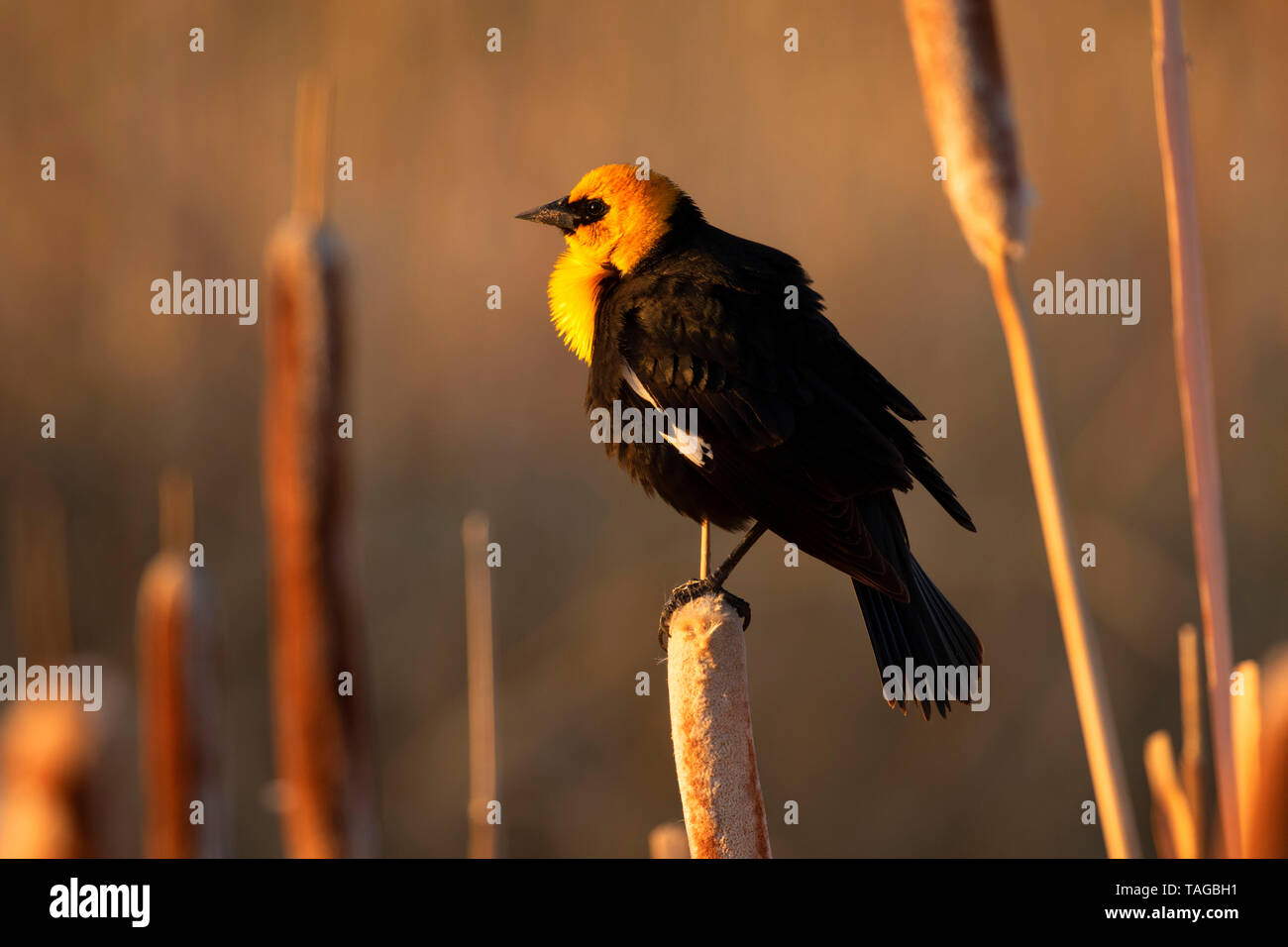 Yellow-headed blackbird, Camas National Wildlife Refuge, Idaho Stock Photo