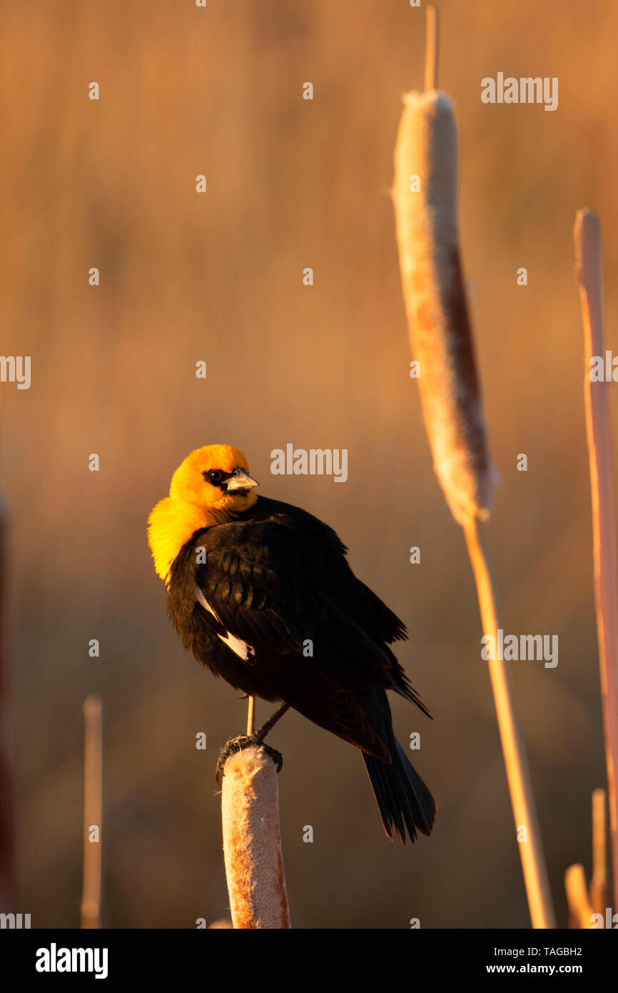 Yellow-headed blackbird, Camas National Wildlife Refuge, Idaho Stock Photo