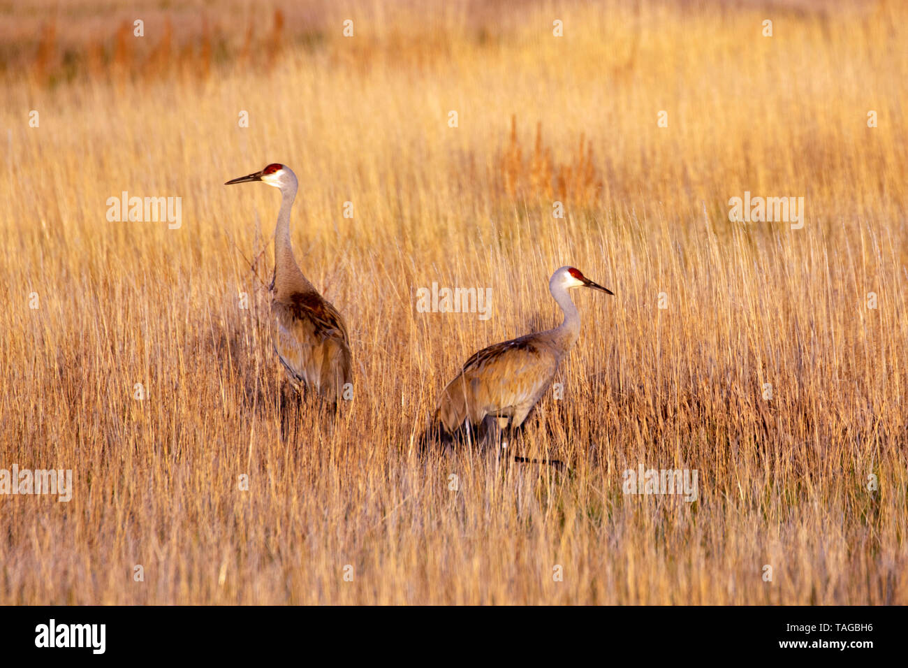 Sandhill crane, Camas National Wildlife Refuge, Idaho Stock Photo