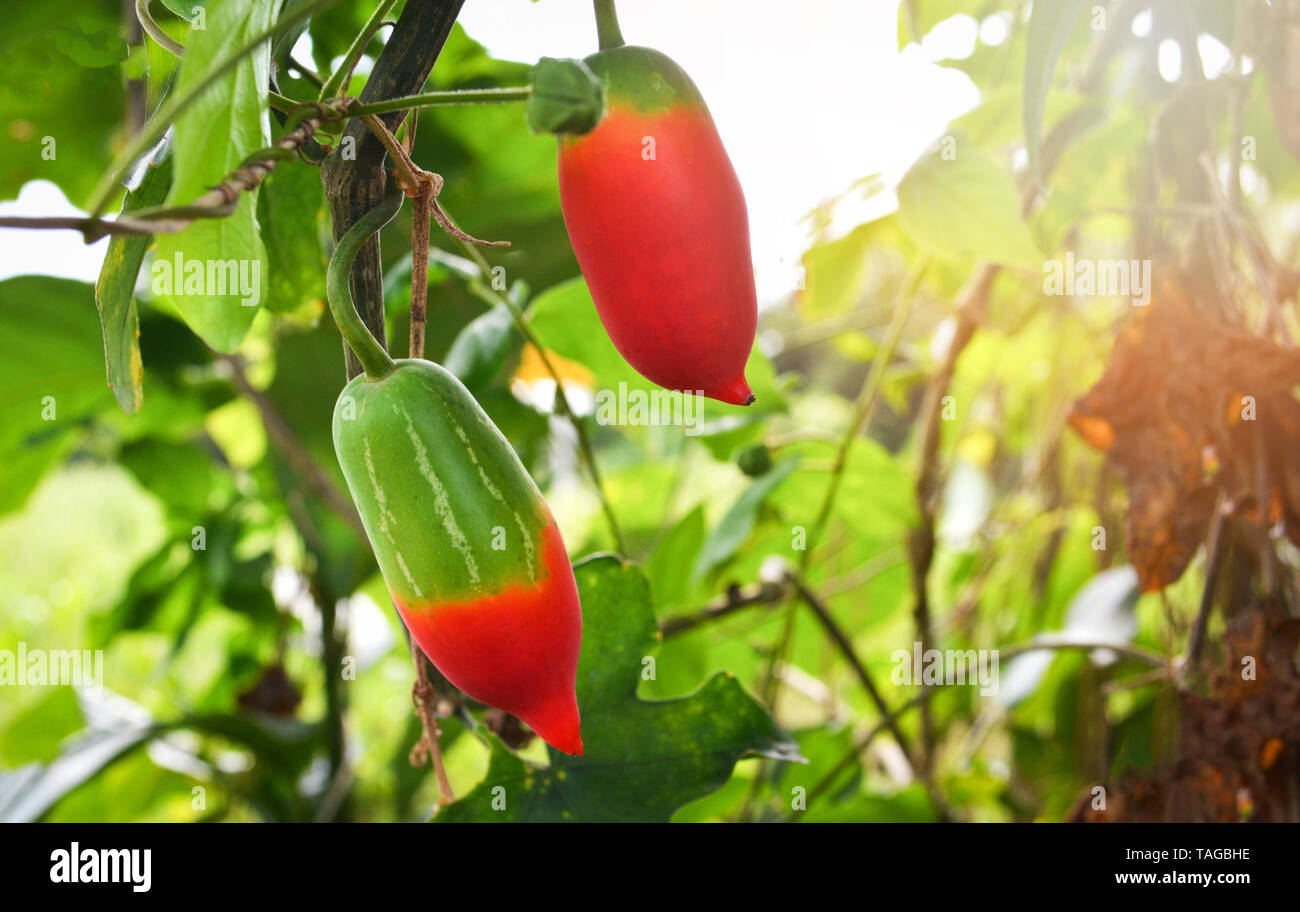 Fruit of lvy gourd plant on vine tree in the vegetable garden / Coccinia grandis Stock Photo